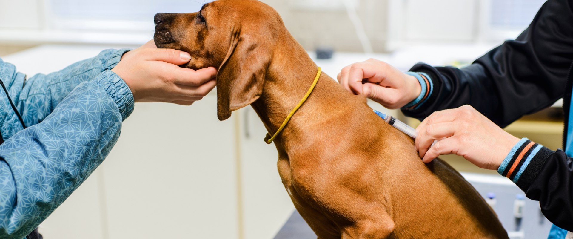 The Essential Vaccinations for Dog Ownership