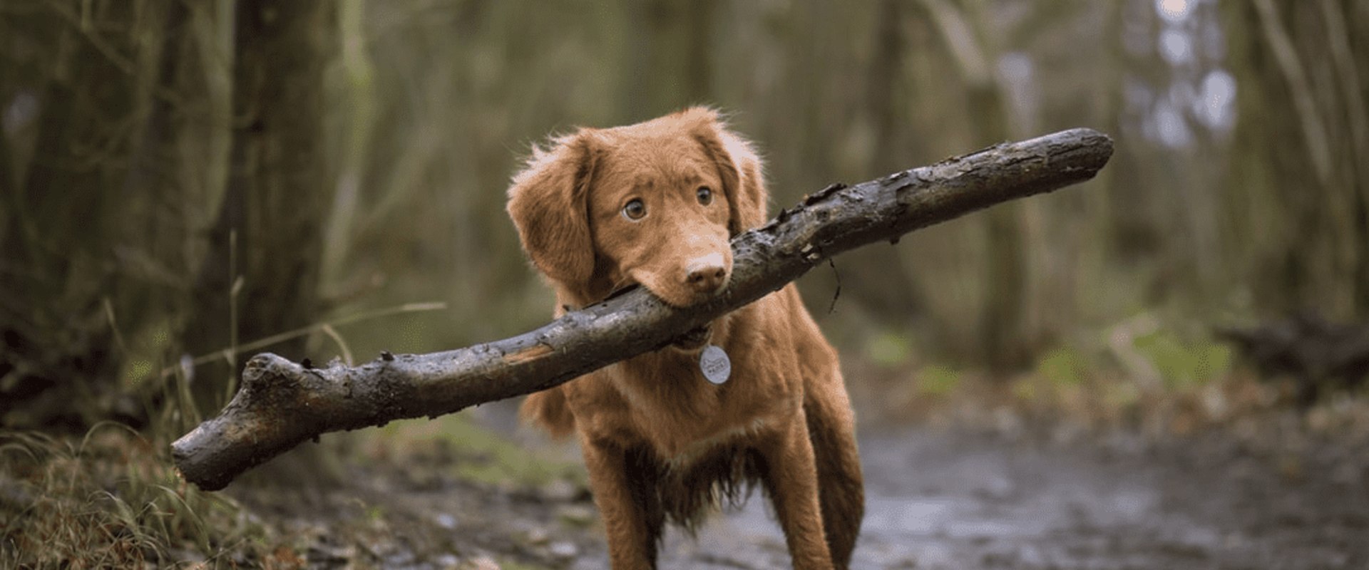 Understanding and Addressing Common Behavioral Problems in Dogs