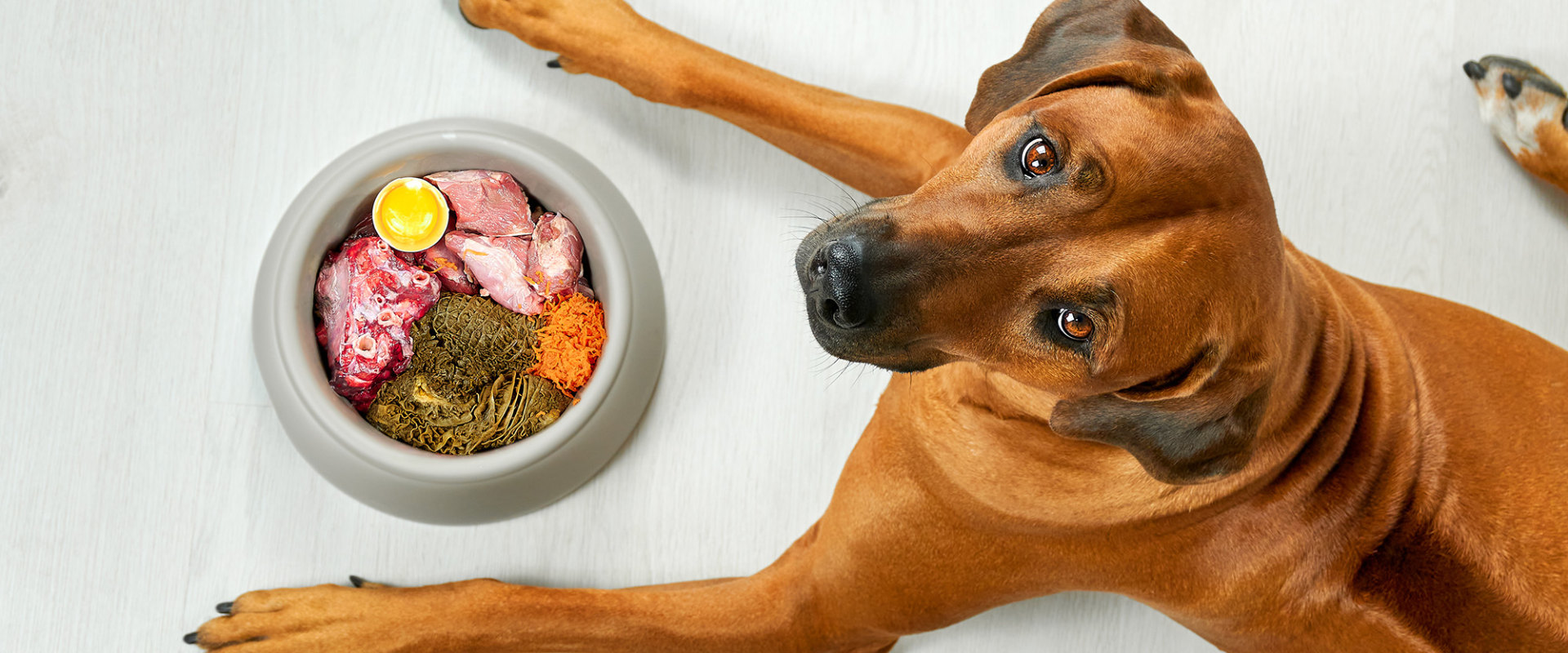 The Best Food for Dogs: An Expert's Perspective