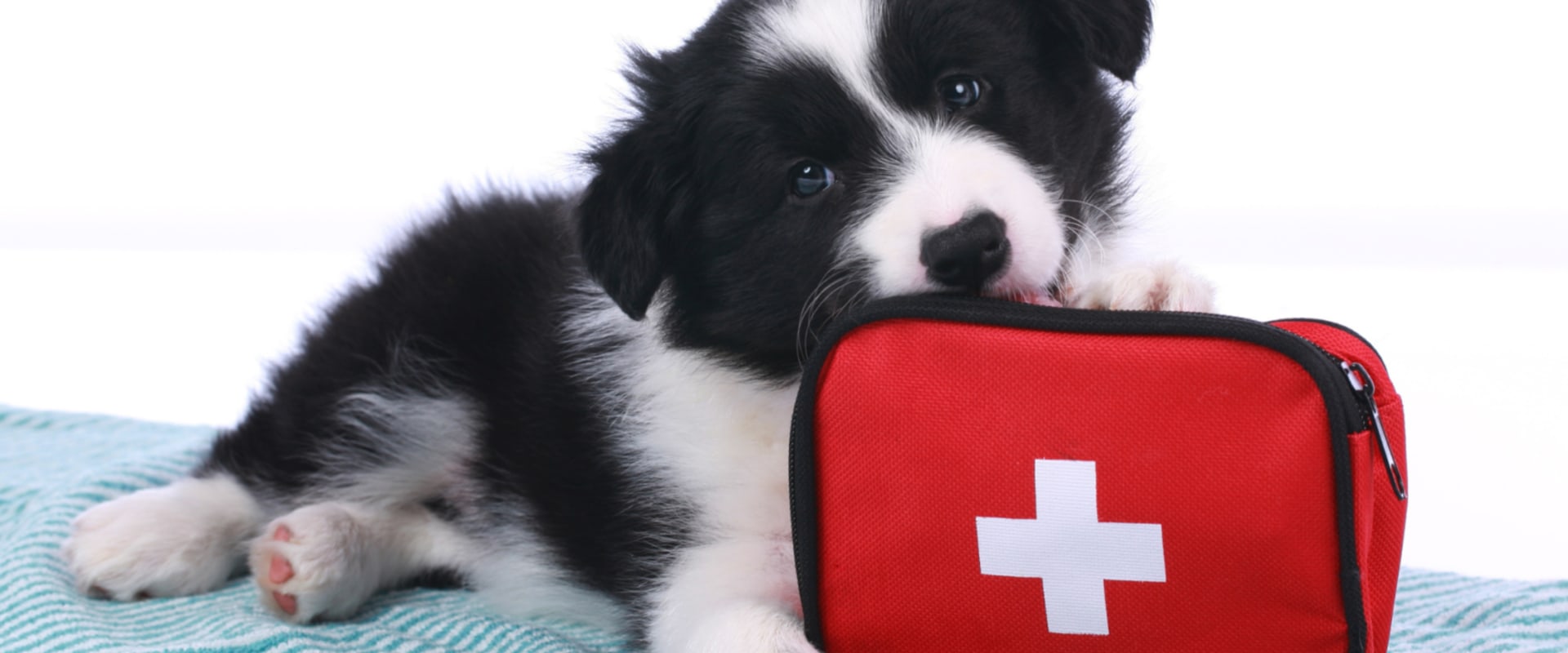 Essential Items for a Dog First Aid Kit