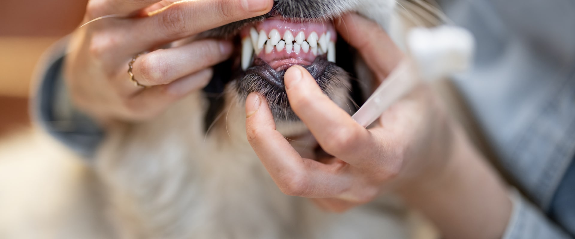 The Importance of Dental Care for Dogs: Expert Tips for Dog Owners