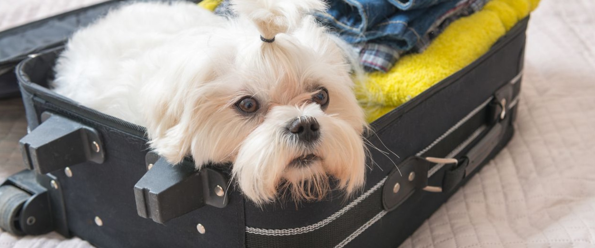 The Ultimate Guide to Traveling with Your Dog