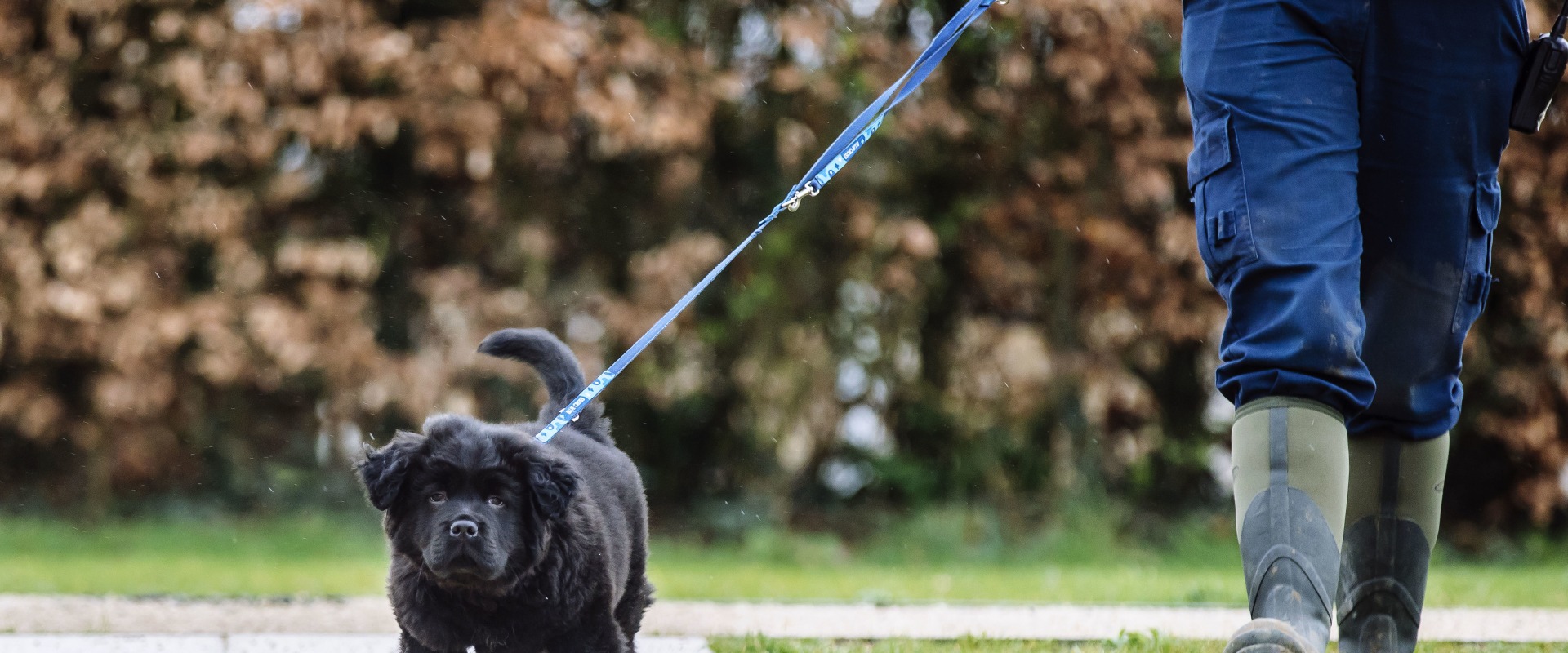 The Importance of Exercise for Dogs: A Guide for Dog Owners