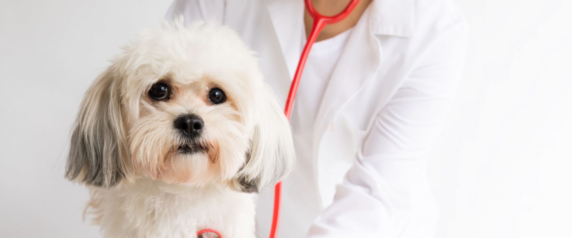 The Top Health Issues That Dog Owners Should Know About