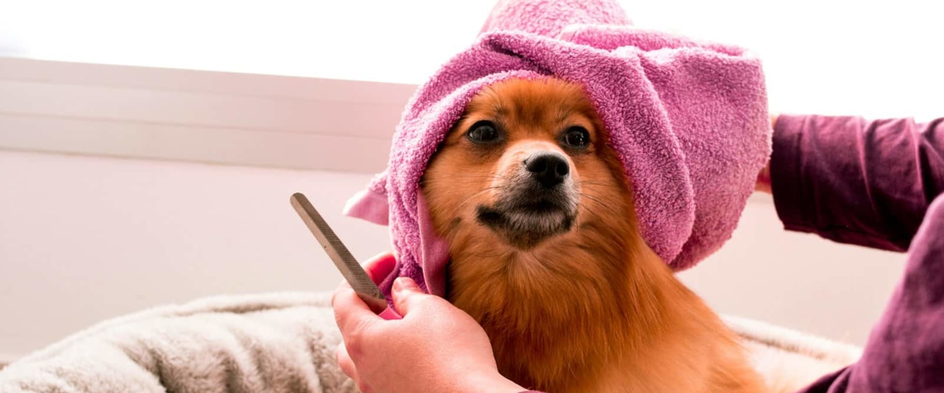 The Ultimate Guide to Grooming a Dog: Tips and Tricks for Dog Ownership