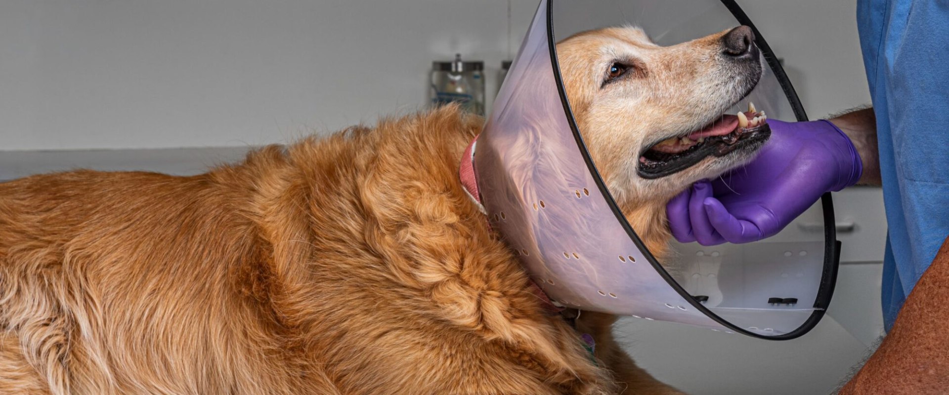 The Importance of Spaying or Neutering Your Dog