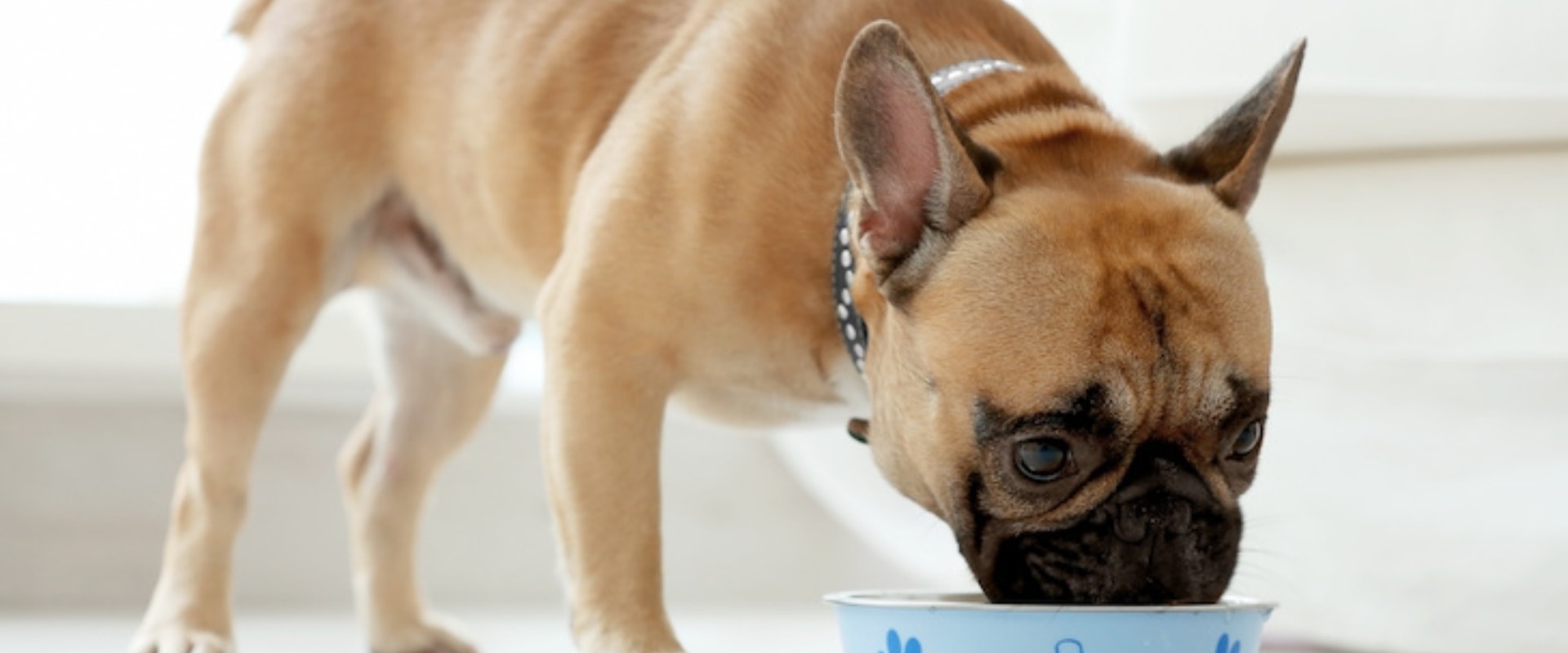 Expert Tips for Handling a Picky Eater Dog