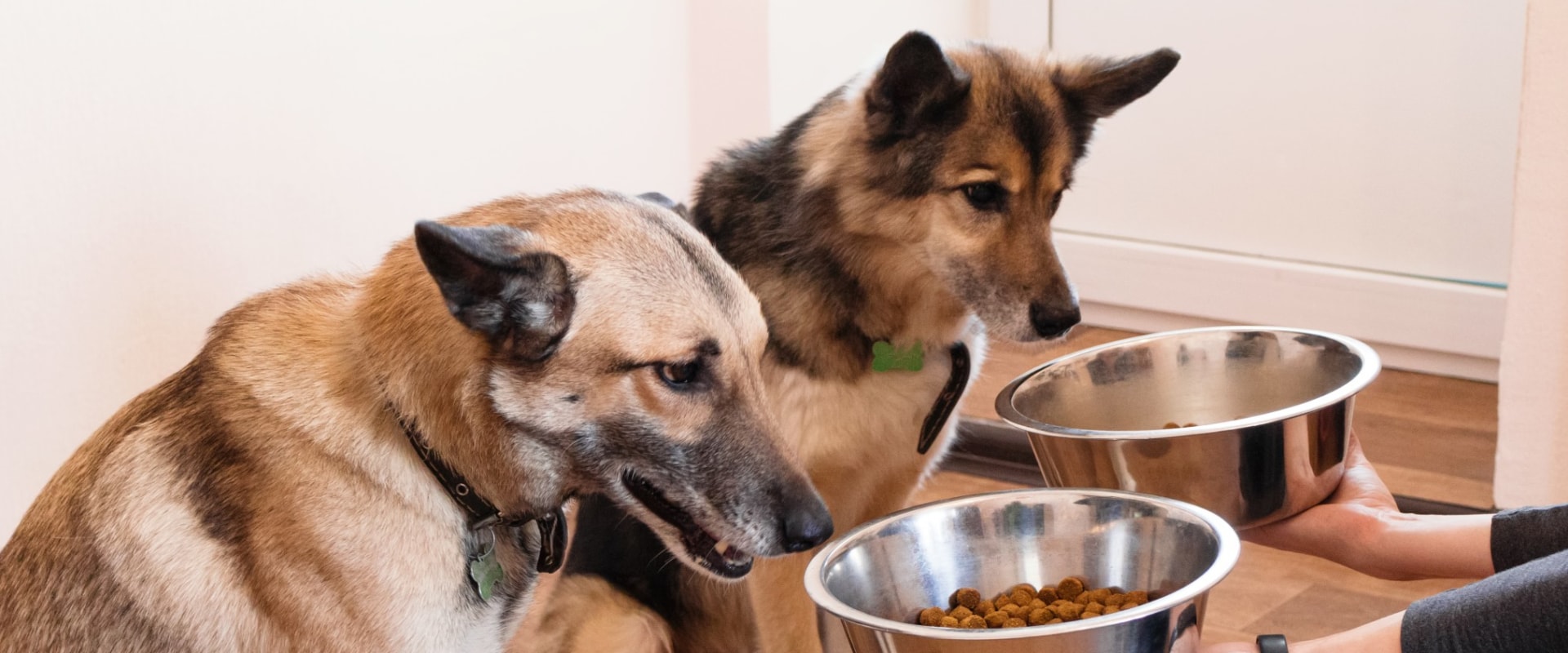 The Hidden Dangers of Common Human Foods for Dogs