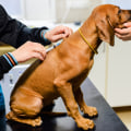 The Essential Vaccinations for Dog Ownership