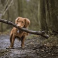 Understanding and Addressing Common Behavioral Problems in Dogs