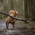 Understanding and Addressing Common Behavioral Problems in Dogs