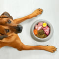 The Best Food for Dogs: An Expert's Perspective