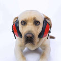 Understanding and Managing a Dog's Fear of Loud Noises and Other Phobias