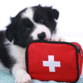 Essential Items for a Dog First Aid Kit