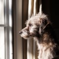 Expert Tips for Handling Dog's Separation Anxiety