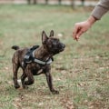 Important Considerations for Choosing a Dog Trainer or Behaviorist