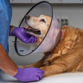 The Importance of Spaying or Neutering Your Dog