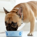 Expert Tips for Handling a Picky Eater Dog