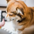 Introducing a New Baby or Child to Dog Ownership: Tips from an Expert