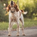 Expert Tips for Managing Excessive Barking in Dogs