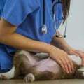 What to Do When Your Dog Gets Sick or Injured