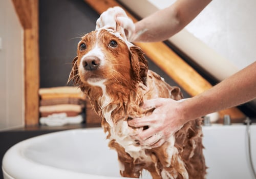 The Importance of Regular Bathing and Brushing for Your Dog