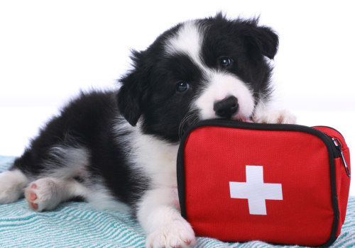 Essential Items for a Dog First Aid Kit