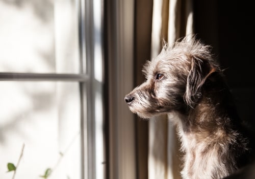 Expert Tips for Handling Dog's Separation Anxiety