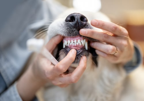 The Importance of Dental Care for Dogs: Expert Tips for Dog Owners