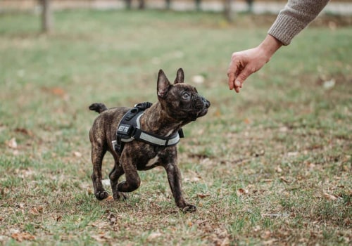 Important Considerations for Choosing a Dog Trainer or Behaviorist