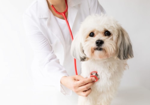 The Top Health Issues That Dog Owners Should Know About