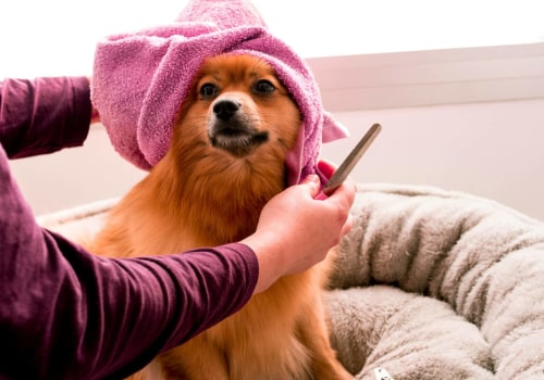 The Ultimate Guide to Grooming a Dog: Tips and Tricks for Dog Ownership