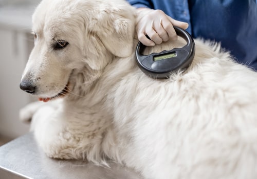 The Importance of Microchipping for Dog Ownership