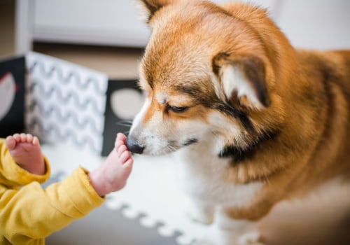 Introducing a New Baby or Child to Dog Ownership: Tips from an Expert