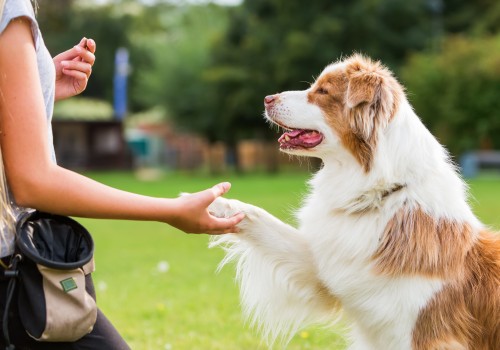 The Ultimate Guide to Training Your Dog: Tips from an Expert